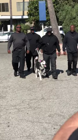 NAME ONE DOG WHO GOT BODYGUARDS 😂 IM THE HOTTEST DOG IN THE GAME