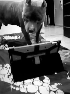 Brody #playing #kbc 🐶 #dog #americanbully #doglovers #funny #comedy #pitbull #pet #animal #ipad