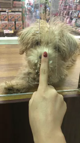 可愛すぎる#ペットショップ#早く飼い主さんが見つかるといいね