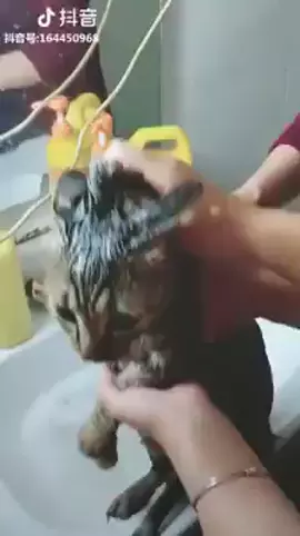 سبحان الله القطه بتقول همووووت