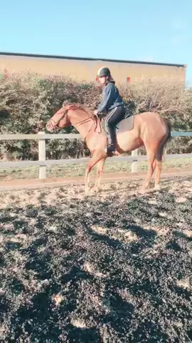 So this is our youngster Rosie, she was having a tantrum last night and decided this was fun....🙄😂