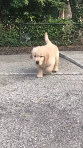 Wait for it... 😎✌🏼 #gansta #sittinsidewayz #goldenretrieverpuppy #dogsoftiktok #puppy
