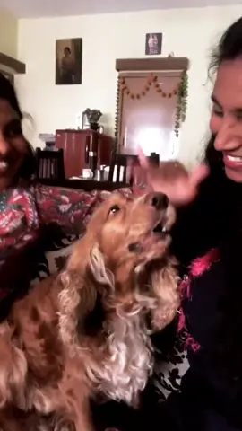 My puchki (doggy) says I love you😄😁😂 #dogsayinglloveyou #iloveyou #talenteddogs #mydog #petlover