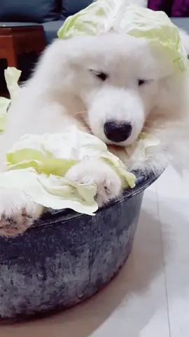 #sayurkol #makandagingdgnsayurkol #komedi #cute #tiktok #tiktokindo #tiktokzone #tiktokdog