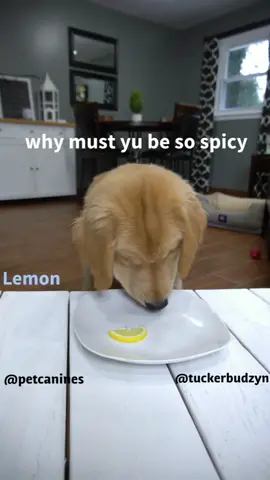 Taste Test #foryou #foryoupage #foryourpage #dog #asmr #food