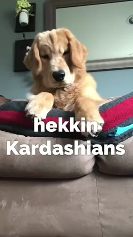 Don't you hate losing the remote?!! #foryou #foryoupage #foryourpage #puppy #dogsoftiktok #cute