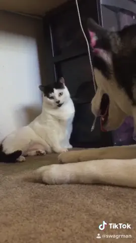 Are you a dog or cat person ? 😂 FOLLOW US for the best dog videos 🐶❤️ #holidaysareover