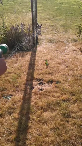 Penny Vs Hose #pennythecrazydog #reloaded #jackrussell #cute #funny #dog #Love #water #fun #slowmo