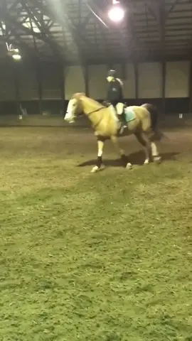 #tbt to a canter with Felix. this handsome boy is retired now. comments and compliments pls? #horse