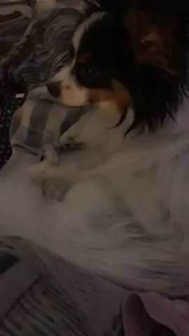 Aww poor #gizmo woke up from a nightmare and was tired so started sulking 😂😂 #petsofmusically