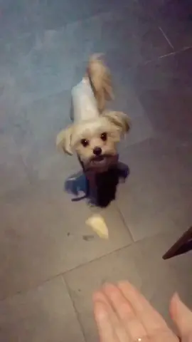 When u think u aced the test and find out u got an F! #foryou #saratiofficial #dog 😂😂