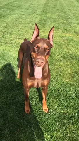 Those wiggles tho #funnydog #doberman #cutie
