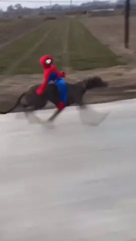SpiderRider #spiderman #rider #ride  #dog #pet #fun #funny #wow #lol #speed #meme #run #cool #tiktok