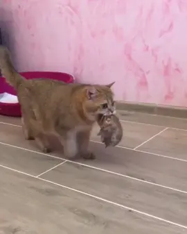 Mama and her kittens 😍 #SHAZAMUp #woddancebattle #justmyluck
