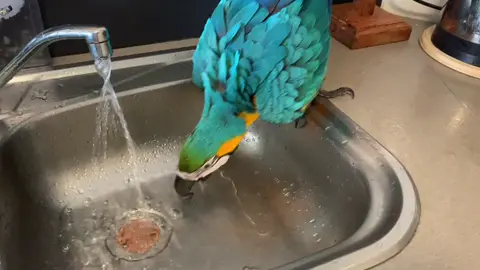 #blueandgoldmacaw #blue_and_gold_macaw #engagednotcaged #parrot #macaw #pets #omg #foryou