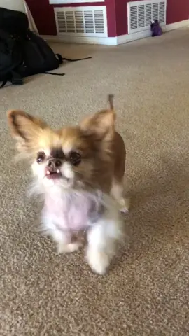Sunday Funday #PetsOfTikTok #dog #pet #chihuahua #chewiethechi #foryou
