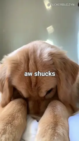 Am I cute? #foryoupage #foryourpage #foryou #cute #dogsoftiktok #puppy #dogs #animals #puppies