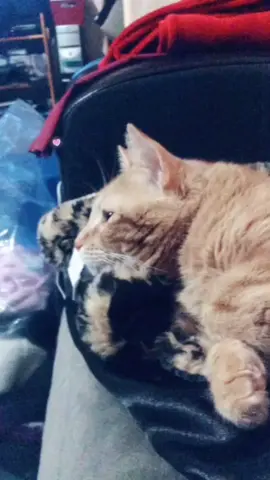 My cat is to cute!!