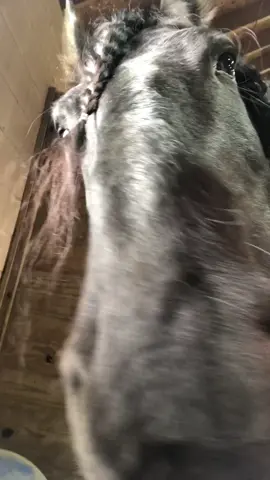 To everyone who wants Sebastian kisses.#duetthis #HPCoachellaDreamland #friesian #q #a #emmi1124 #k