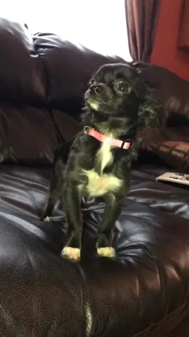 She’s so cute 😂❤️#foryou #foryoupage #tiktok #featureme #dogs #tiktok #feature
