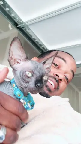 Meet Percy! My new friend. It’s a hairless cat 🐈 #foryou #omg #duet #cat @felicamoreland