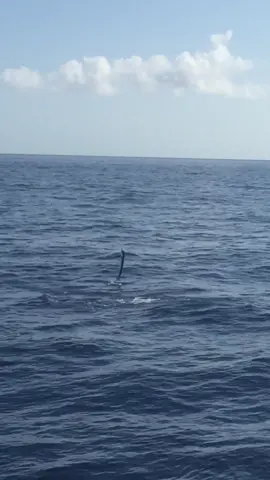 Found a sailfish free jumping off Miami #blacktiph #fish #ocean