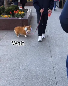 My sister ruby is a good canine citizen, living 🌍day out #tiktokpartner#corgi#PetsOfTikTok
