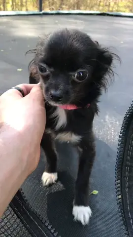 I’m home p.4 ❤️😂#featureme #tiktok #foryou  #feature #dogs #pets #puppy #foryoupage