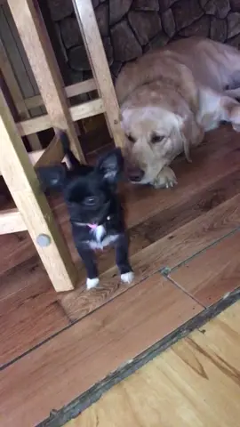 I’m home p.5 ❤️😂#featureme #tiktok #foryou #dogs #pets #foryoupage #feature