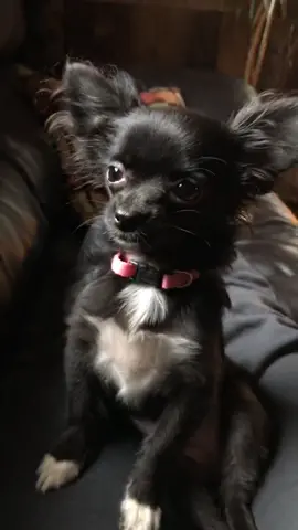 Everyone duet this ❤️😂#featureme #tiktok #foryou #dogs #pets #feature #foryoupage