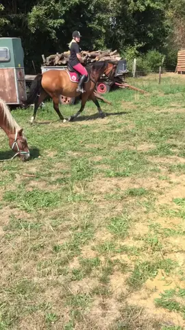 Wenn man nicht mit rechnet, dass er noch rüber springt😂🤦🏼♀️   #foryou#foryoupage#trakehner