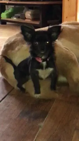 Puddin gets jealous 😂❤️#feature #featureme #tiktok #dogs #pets #foryoupage #foryou