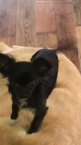 Puddin on dozer p.1010024747 😂❤️#feature #featureme #tiktok #dogs #pets #foryoupage #foryou