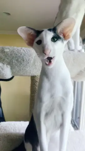 Teddy Long Legs gets his toy! #tiktokpartner #cat #foryou #lol #funny