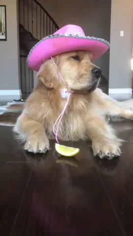 Cinco de mayo done wrong #goldensoftiktok