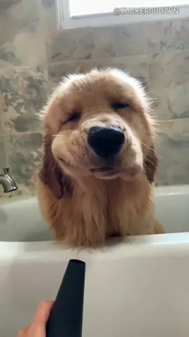 Shake that thang! #foryou #foryoupage #foryourpage #dog #cute #puppy #dogsoftiktok