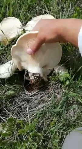 Bitlis-Ahlat yöresinde bolca bulunan göbelek mantarının tadını kimler biliyor?İnstagram mehmet_cheff