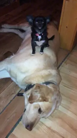 Dozer is Puddins bed 😂❤️#feature #featureme #tiktok #foryoupage #foryou #pets #dogs