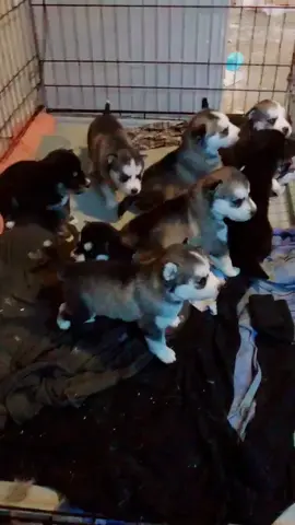 Willow says throwback to the pack, can you spot her?! I cant😂👀 #PetsOfTikTok #huskypuppy #howl #fy