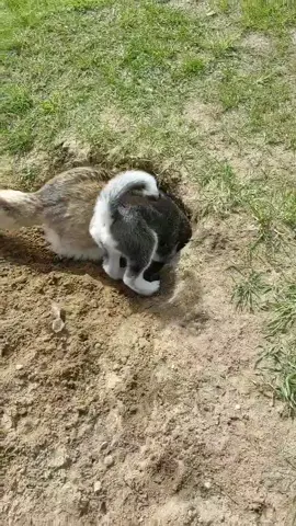 Life with a #Husky Part 7 or 8 haha. #cute #siberianhusky #foryoupage #digging #dogs #weirdpets