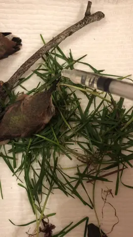 I found two baby hummingbirds that couldn’t fly and they needed a mom #fyp #foryou #foryoupage