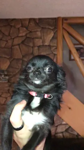 Life with them ❤️😁#foryou #foryoupage #tiktok #featureme #feature #dogs #pets