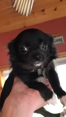 What was puddin doing 😲⁉️#foryou #foryoupage #tiktok #pets #dogs #featureme #featureme