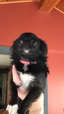 I’m home p.22 ☺️❤️#foryou #foryoupage #tiktok #feature #featureme #pets #dogs