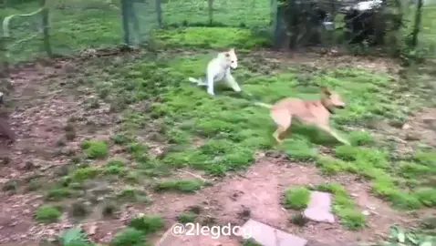 #2leggeddogs running in circles #dogs #amazingdog #amazing #nolimits #watchthis