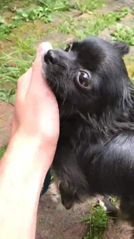 Morning time 😁❤️#foryou #foryoupage #tiktok #feature #featureme #pets #dogs