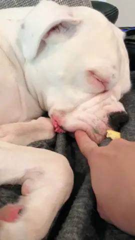 Gotta activate the flaps to wake to the pup 🍳#funnydog #PetsOfTikTok #dogs #boxer #wakeup #cute