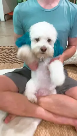 How my dance class looks like! 😂With @hollyandhazelnut @symonneharrisonofficial #dogs #pets #animal