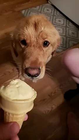 he doesn't want to admit he has brain freeze. #goldenretriever #foryou #dogsoftiktok