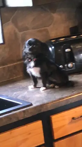 Where puddin p.3 😂❤️#foryou #foryoupage #feature #featureme #tiktok #dogs #pets